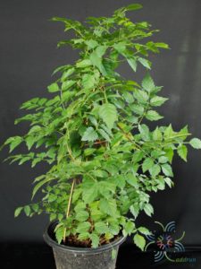มธุรดา Campsis grandiflora (Thunb.) K.Schum.