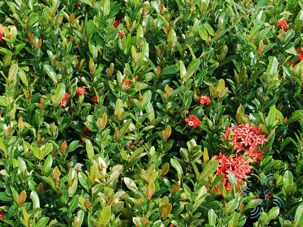 เข็มเชียงใหม่ Ixora spp.