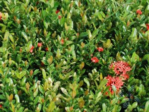 เข็มเชียงใหม่ Ixora spp.