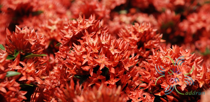 เข็มเชียงใหม่ Ixora spp.