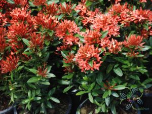 เข็มเชียงใหม่ Ixora spp.
