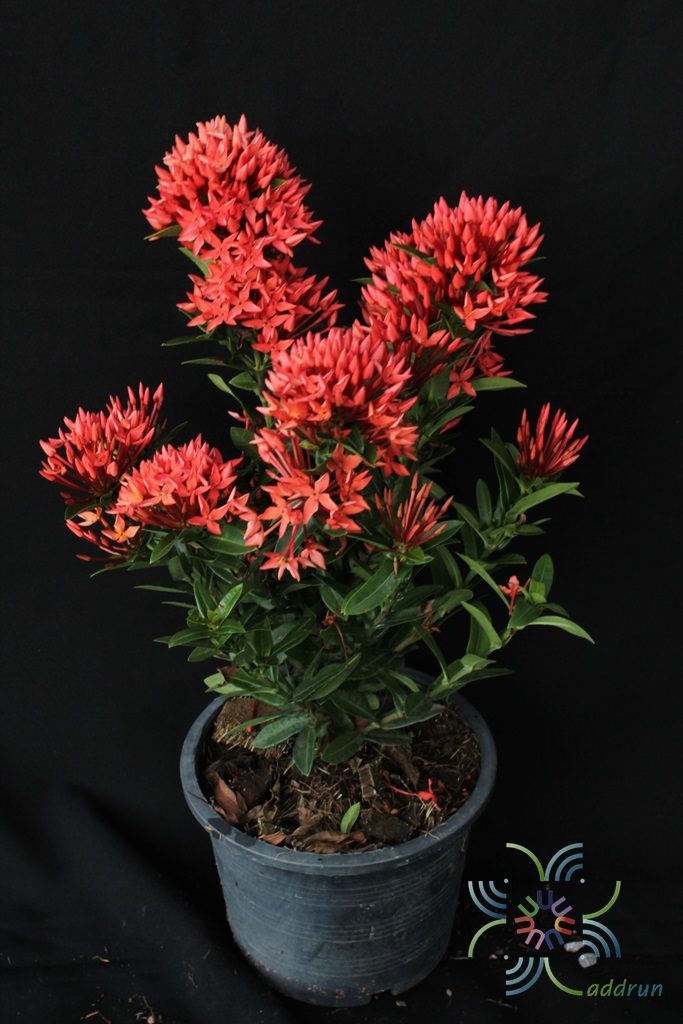 เข็มเชียงใหม่ Ixora spp.