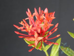 เข็มเชียงใหม่ Ixora spp.