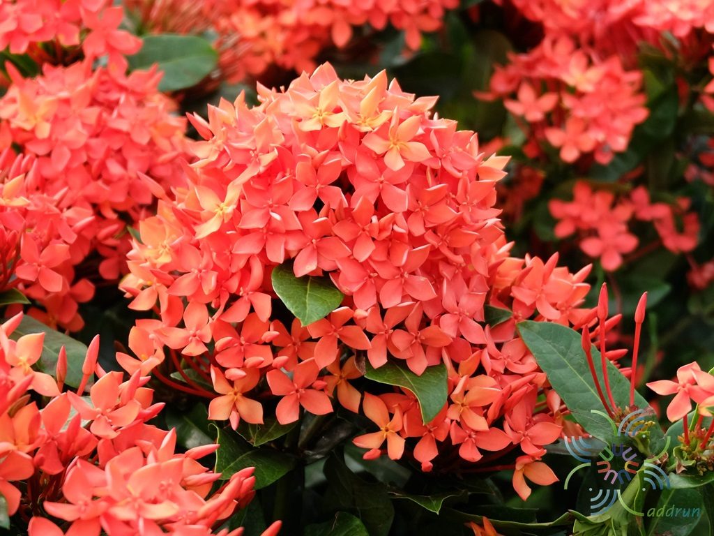 เข็มแดงเชียงใหม่ Ixora spp.