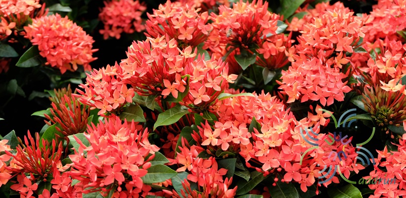 เข็มแดงเชียงใหม่ Ixora spp.