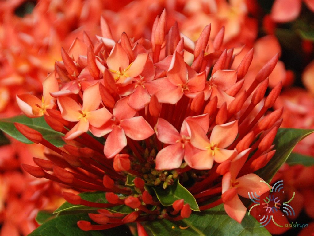 เข็มแดงเชียงใหม่ Ixora spp.