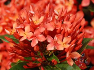 เข็มแดงเชียงใหม่ Ixora spp.