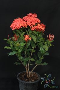 เข็มแดงเชียงใหม่ Ixora spp.