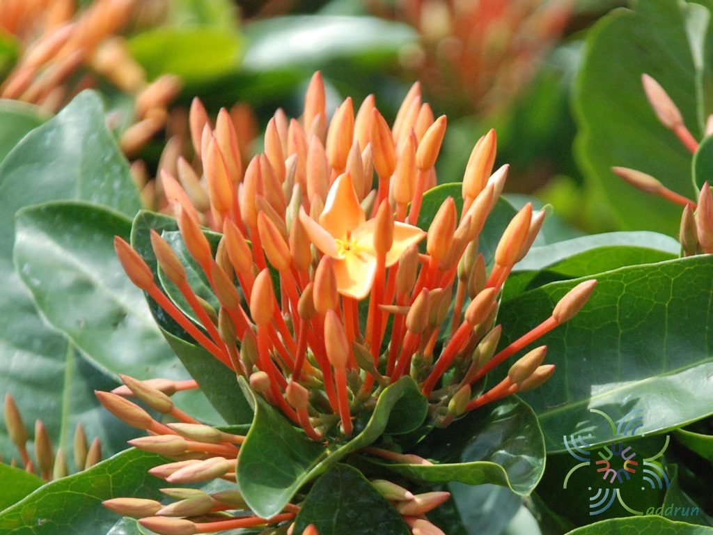 เข็มบางกรวย Ixora sp.