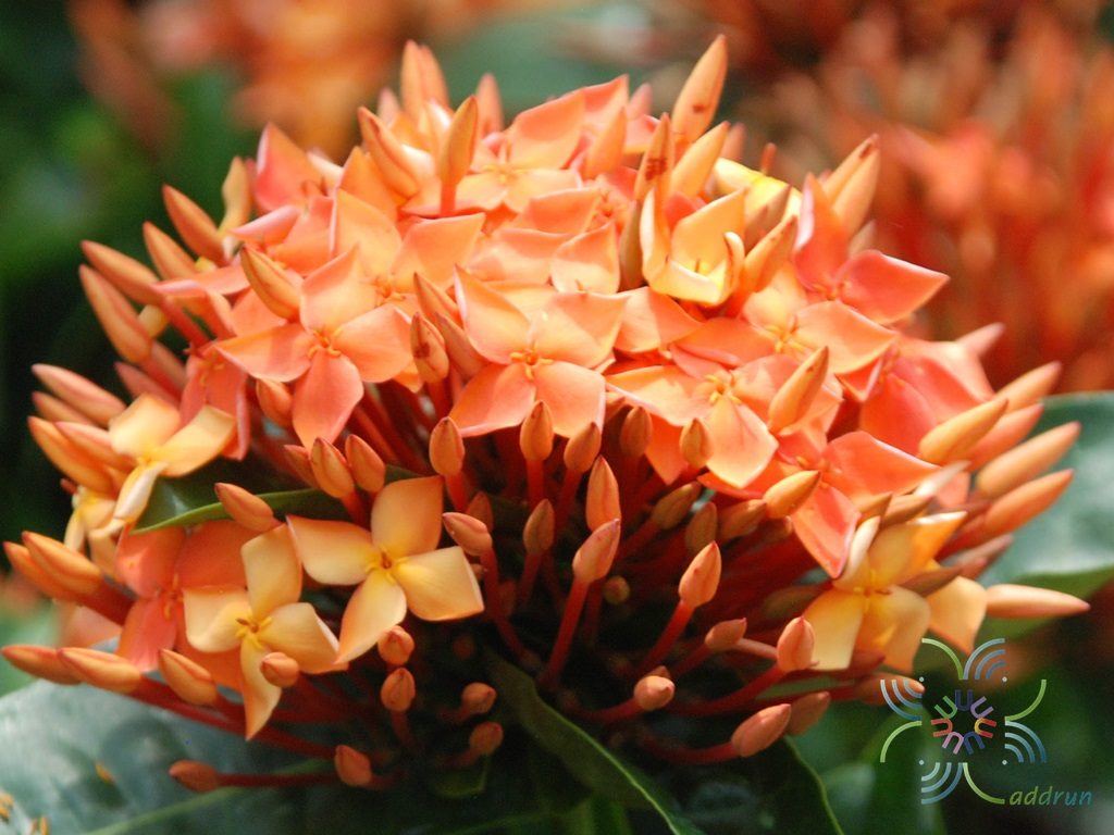 เข็มบางกรวย Ixora sp.