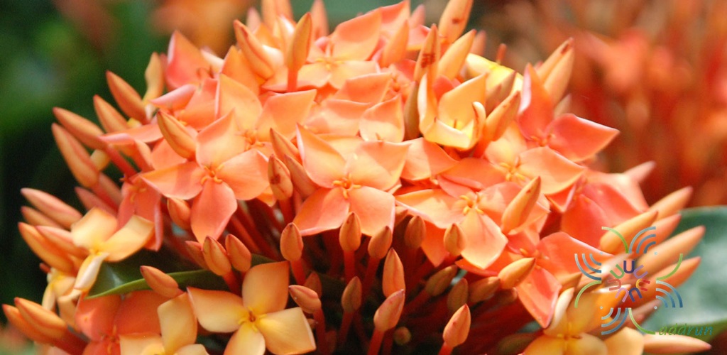 เข็มบางกรวย Ixora sp.