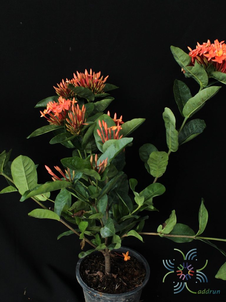 เข็มบางกรวย Ixora spp.