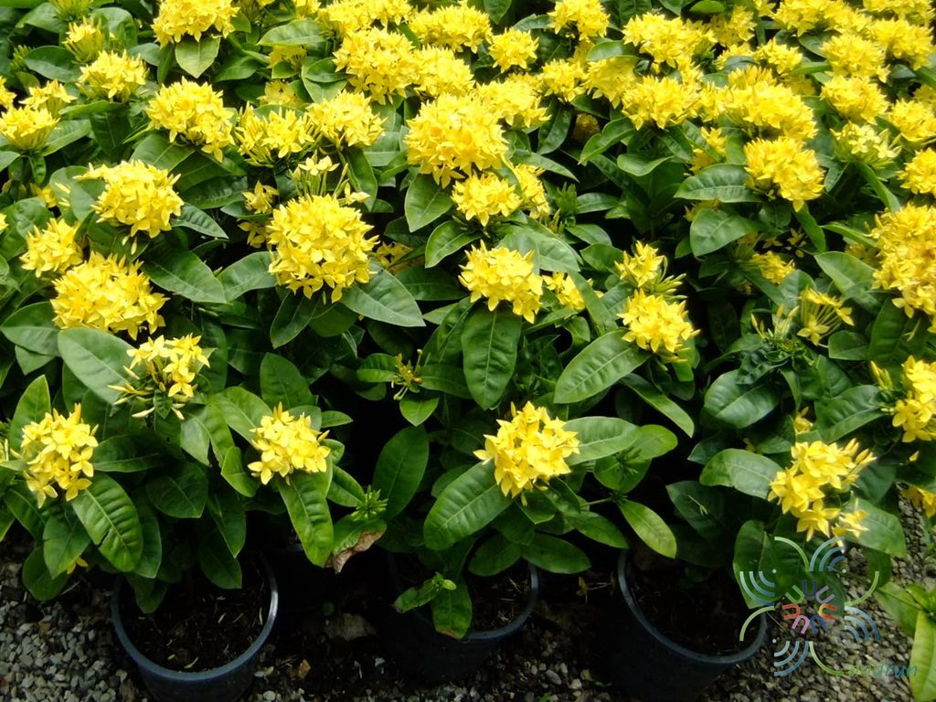 เข็มบางกอก Ixora spp.