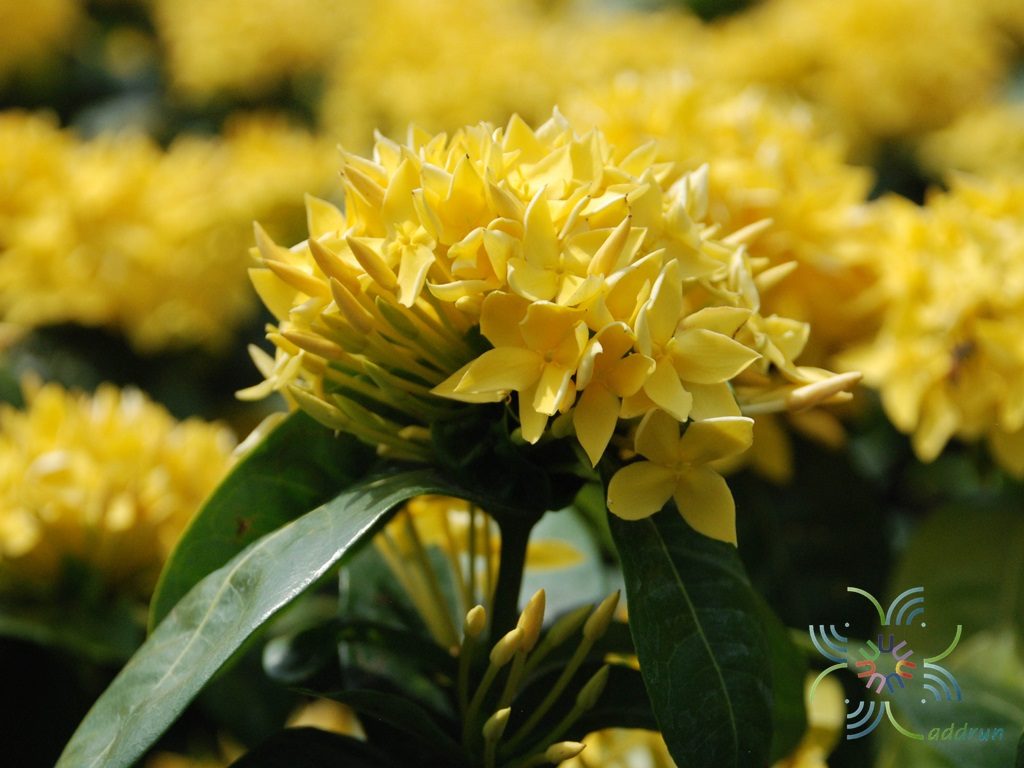 เข็มบางกอก Ixora spp.