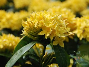 เข็มบางกอก Ixora spp.