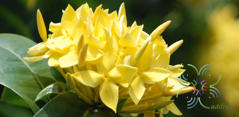 เข็มบางกอก Ixora spp.