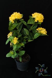 เข็มบางกอก Ixora spp.