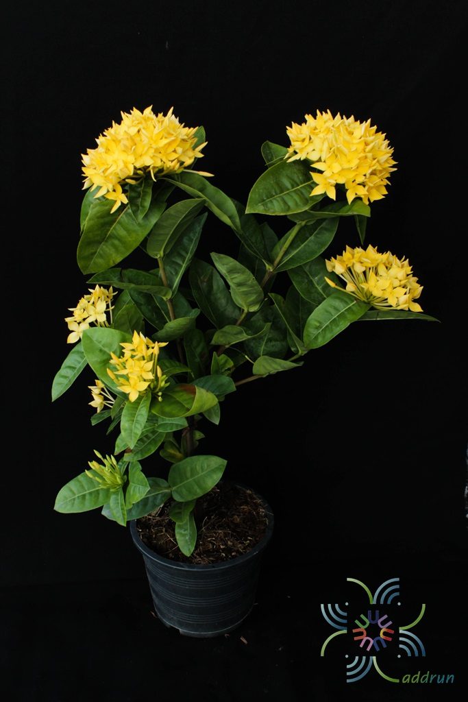 เข็มบางกอก Ixora spp.