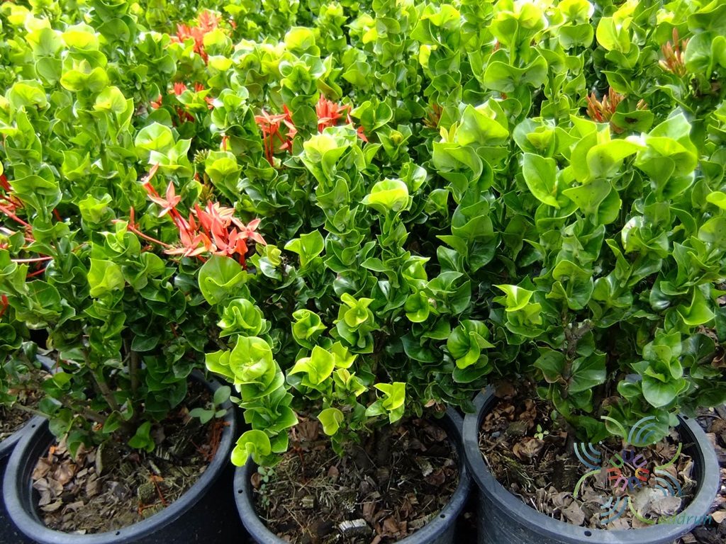 เข็มโบว์ Ixora spp.
