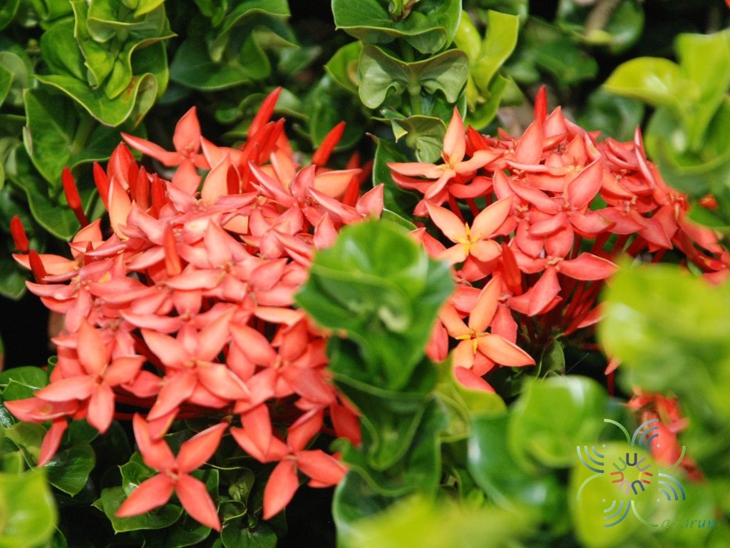 เข็มโบว์ Ixora spp.