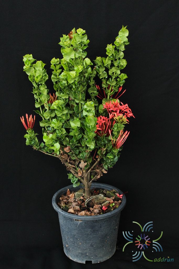 เข็มโบว์ Ixora spp.