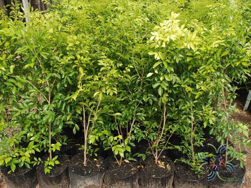 แก้ว Murraya paniculata (L.) Jack.