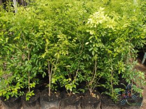 แก้ว Murraya paniculata (L.) Jack.