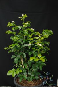แก้ว Murraya paniculata (L.) Jack.