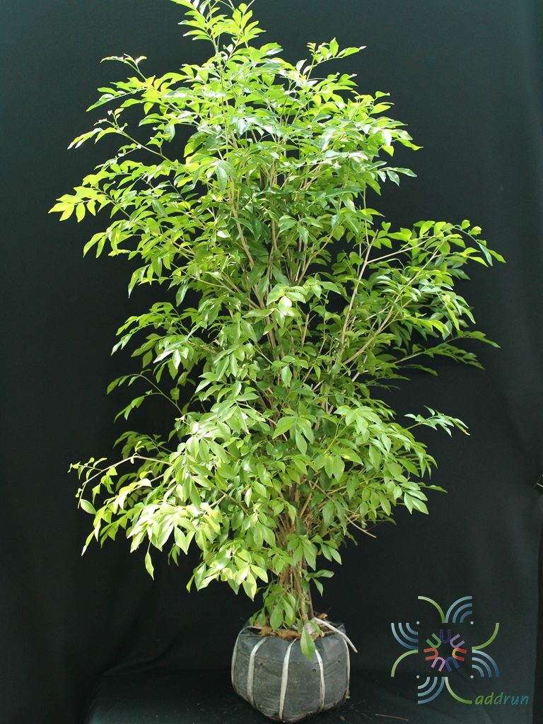 แก้ว Murraya paniculata (L.) Jack.