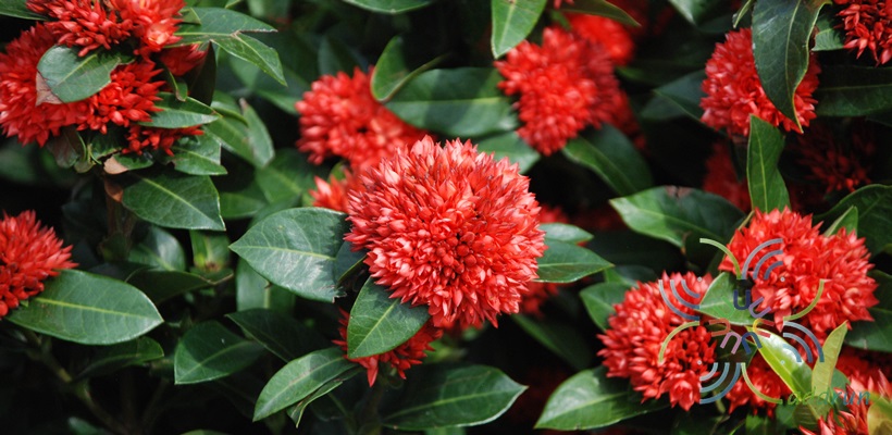 เข็มพิกุล Ixora sp.