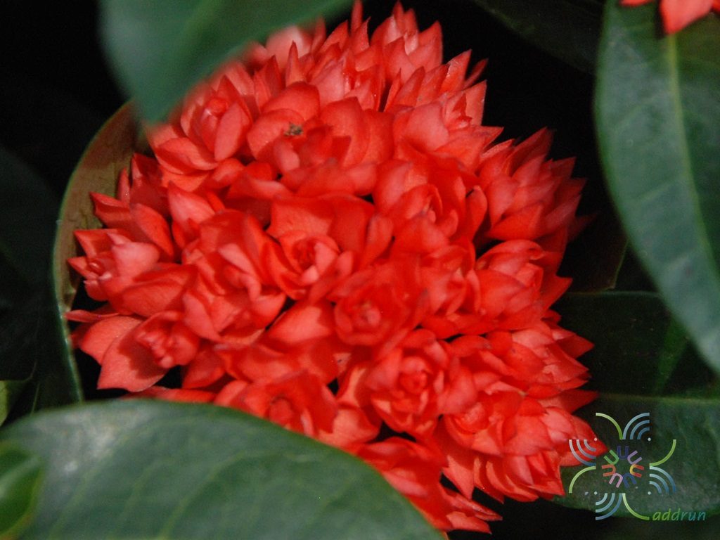 เข็มพิกุล Ixora sp.