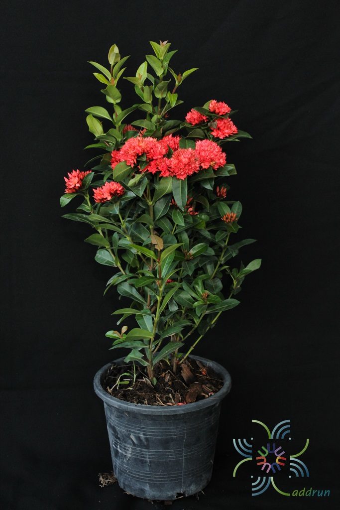 เข็มพิกุล Ixora sp.