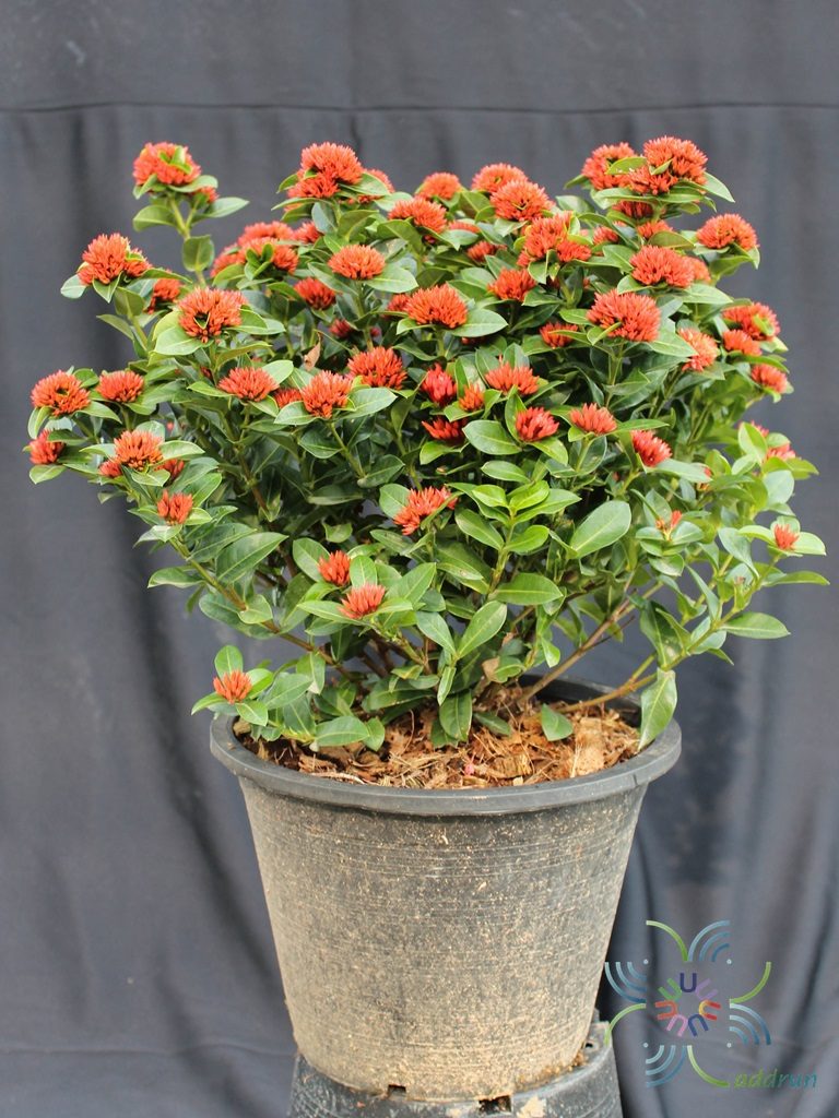 เข็มพิกุล Ixora spp.