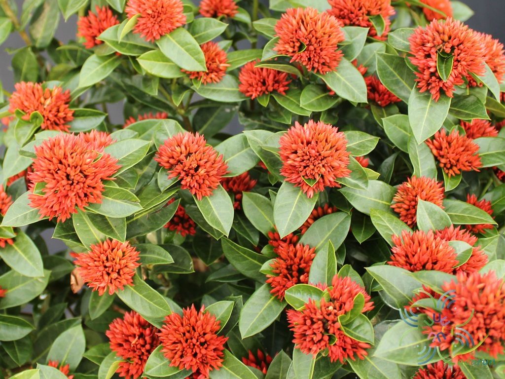 เข็มพิกุล Ixora spp.