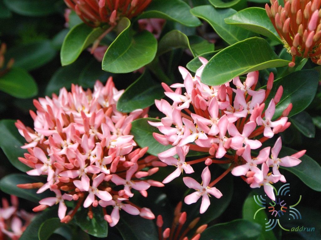 เข็มพิษณุโลก Ixora sp.