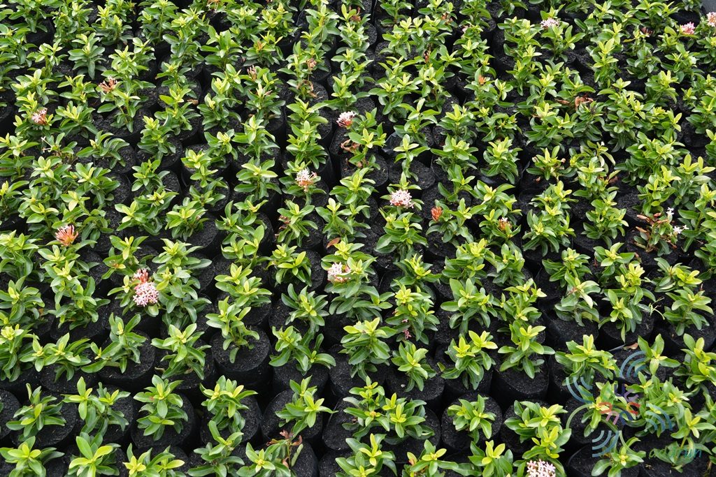 เข็มพิษณุโลก Ixora sp.