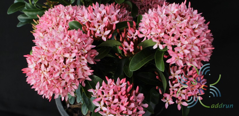 เข็มพิษณุโลก Ixora sp.