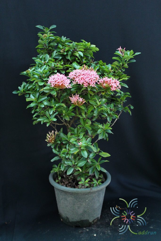 เข็มพิษณุโลก Ixora sp.