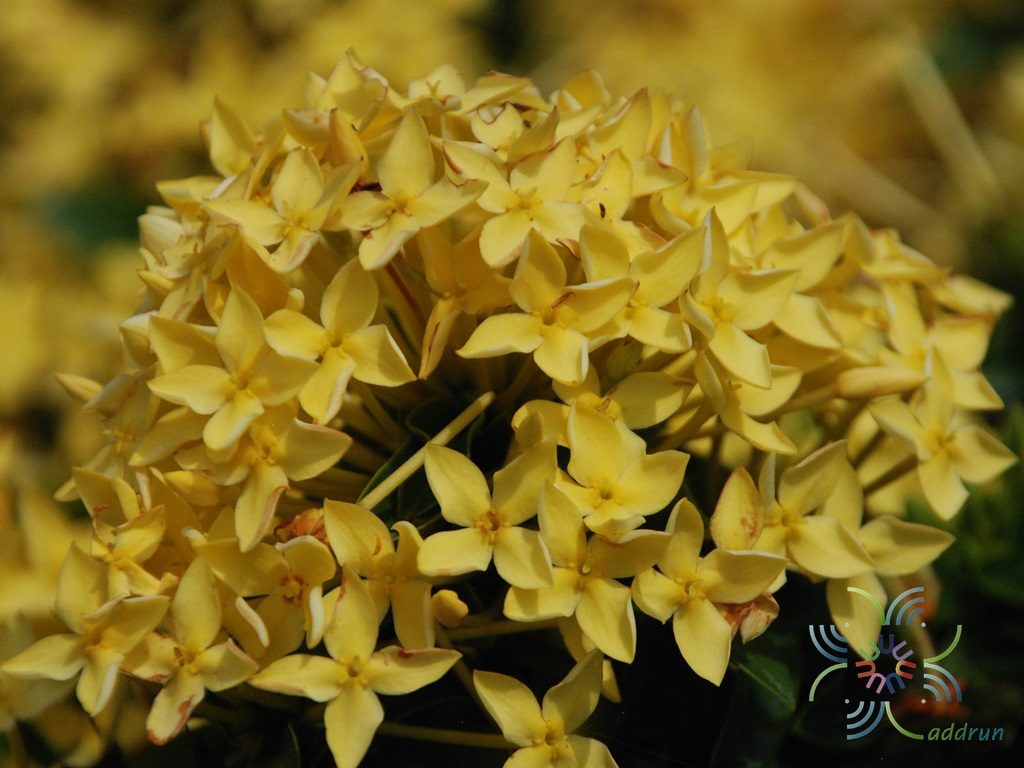 เข็มภูเก็ต Ixora spp.