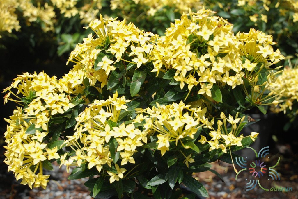 เข็มภูเก็ต Ixora spp.