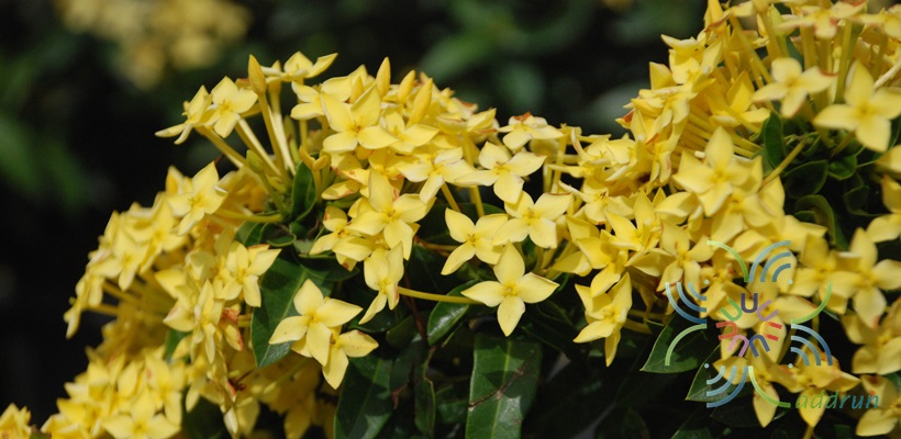 เข็มภูเก็ต Ixora spp.