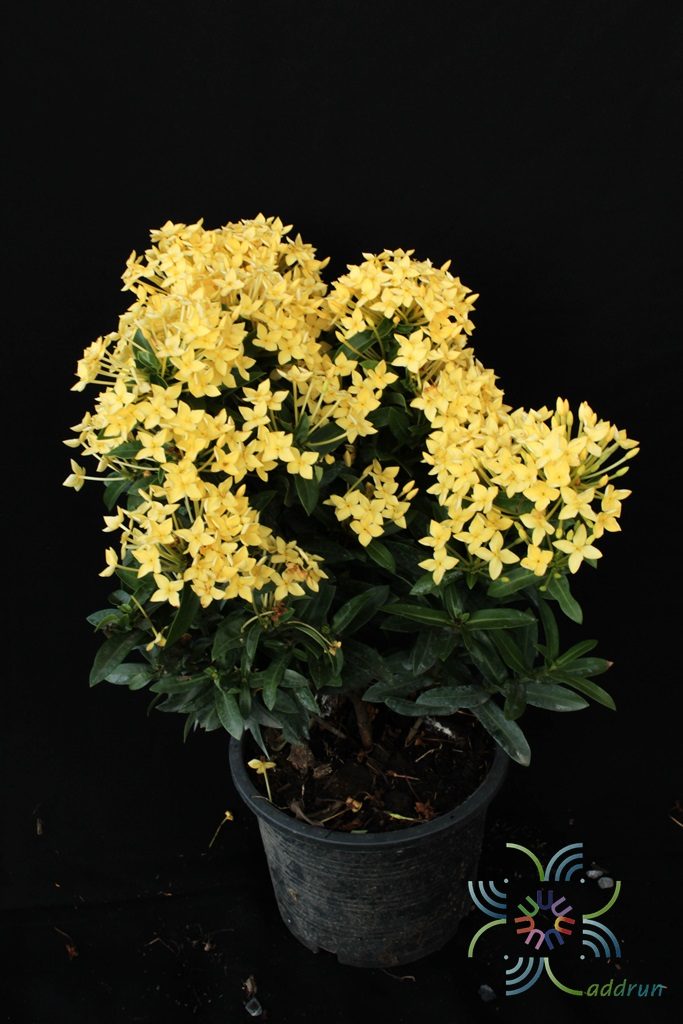 เข็มภูเก็ต Ixora spp.