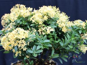 เข็มภูเก็ต Ixora spp.