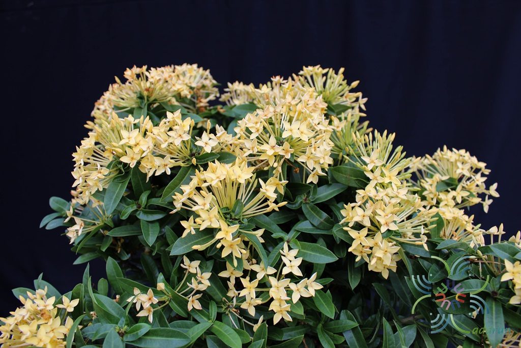 เข็มภูเก็ต Ixora spp.
