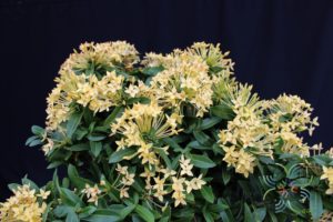 เข็มภูเก็ต Ixora spp.