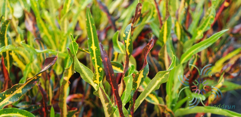 โกสนเกลียวแดง Codiaeum variegatum (L.) Rumph. ex A.Juss.