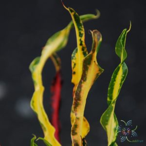 โกสนเกลียวแดง Codiaeum variegatum (L.) Rumph. ex A.Juss.