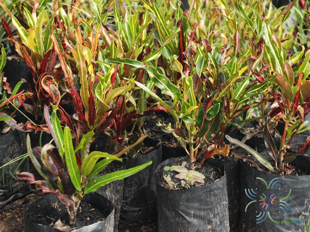 โกสนเกลียวแดง Codiaeum variegatum (L.) Rumph. ex A.Juss.
