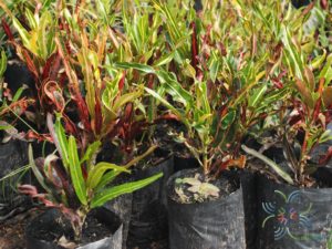 โกสนเกลียวแดง Codiaeum variegatum (L.) Rumph. ex A.Juss.