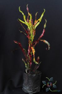 โกสนเกลียวแดง Codiaeum variegatum (L.) Rumph. ex A.Juss.